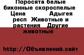 Поросята белые биконные скороспелые › Цена ­ 2 000 - Адыгея респ. Животные и растения » Другие животные   